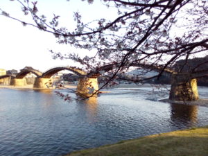 錦帯橋　桜