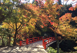 宮島の紅葉と赤い橋