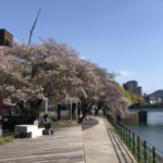 広島駅前ゲストハウスakicafe innから徒歩2分のお花見スポット