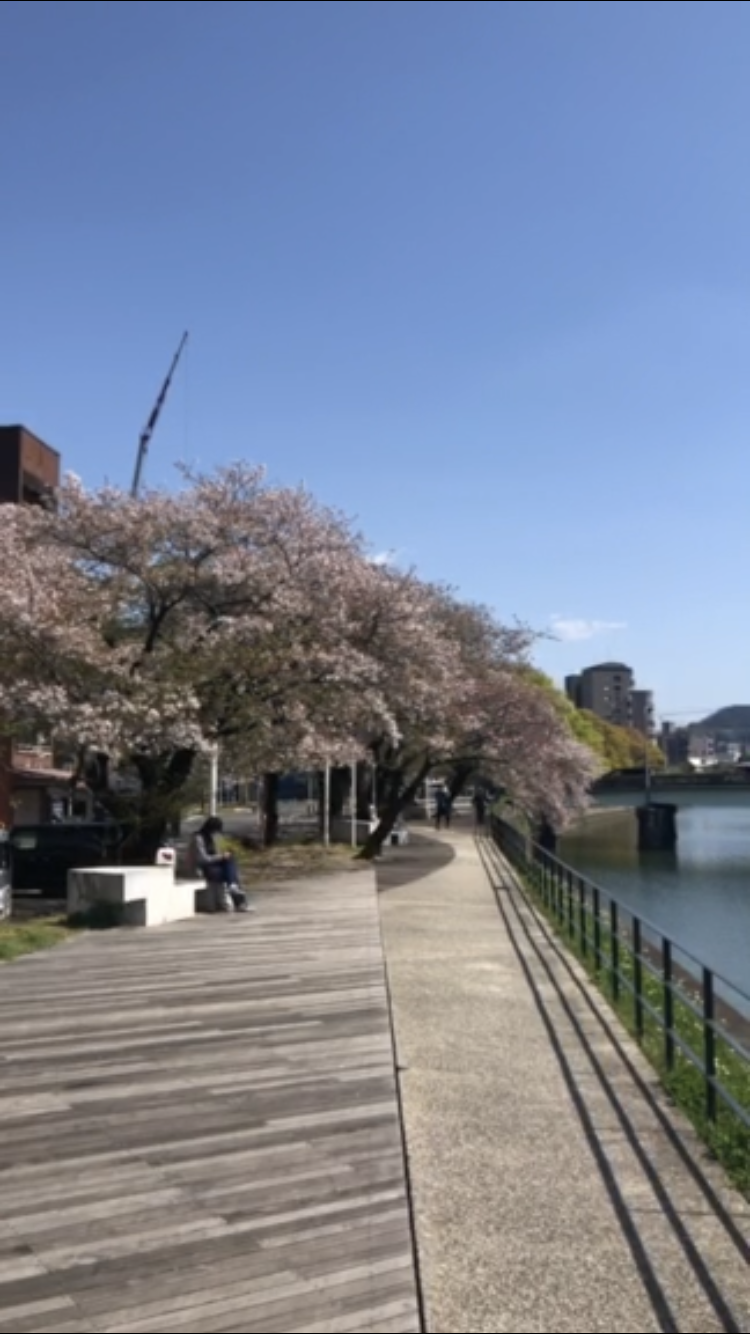 広島駅前ゲストハウスakicafe innから徒歩2分のお花見スポット